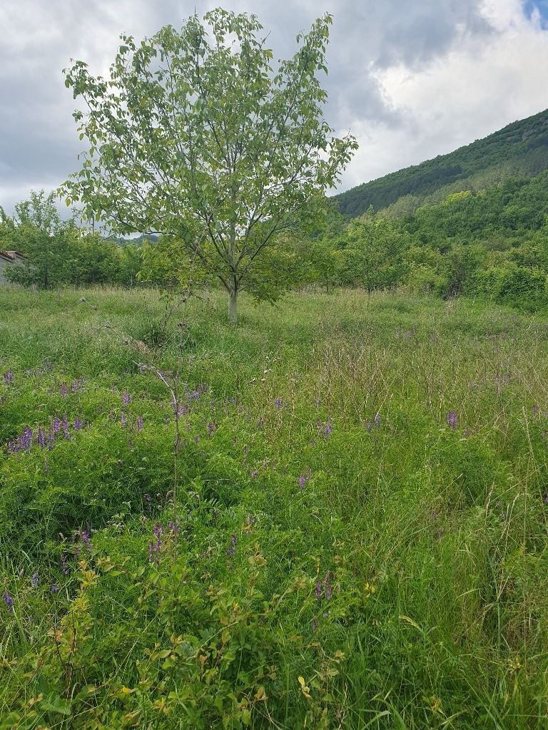 Продаја  Плот регион Софиа , Церово , 500 м2 | 12717711