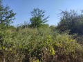 Продава ПАРЦЕЛ, с. Бежаново, област Добрич, снимка 2