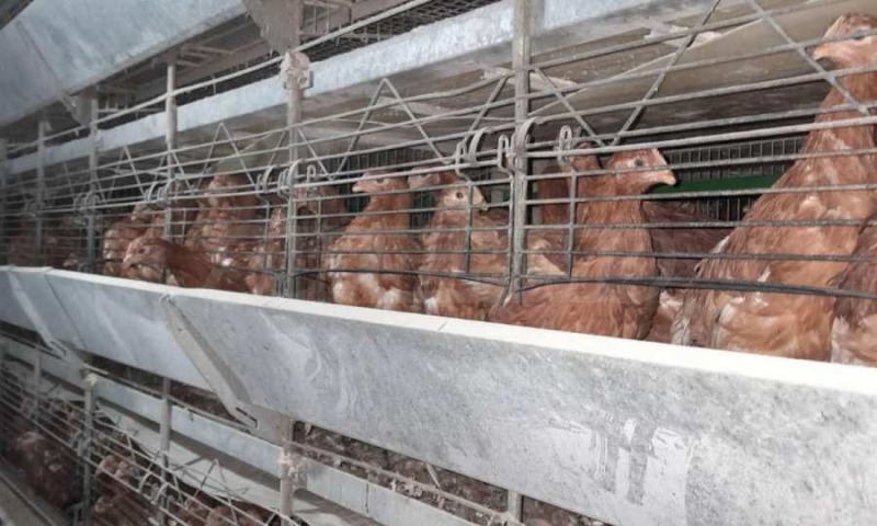 Продава БИЗНЕС ИМОТ, гр. Попово, област Търговище, снимка 5 - Други - 52317203