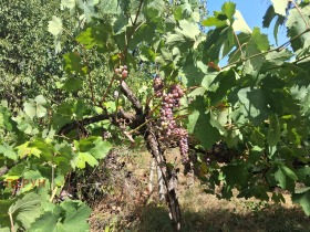 ������� ������ | Imot.bg � ����� ������ 8