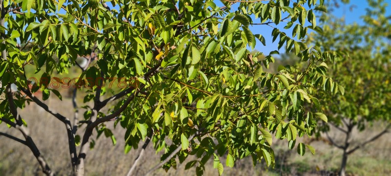 Продава ПАРЦЕЛ, с. Малорад, област Враца, снимка 4 - Парцели - 52780602