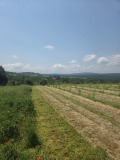Продава  Земеделска земя област Варна , гр. Аксаково , 70 дка | 99605361 - изображение [2]