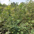 Продава ПАРЦЕЛ, гр. София, Горна баня, снимка 2