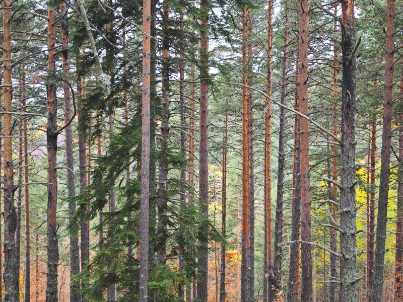 Продава ПАРЦЕЛ, гр. София, гр. Банкя, снимка 4 - Парцели - 52447595