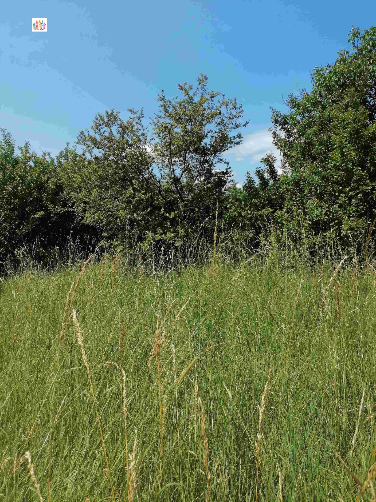 Продава ПАРЦЕЛ, с. Кошарево, област Перник, снимка 9 - Парцели - 54982677