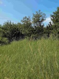 Продава ПАРЦЕЛ, с. Кошарево, област Перник, снимка 7