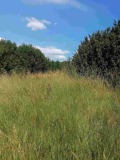 Продава ПАРЦЕЛ, с. Кошарево, област Перник, снимка 5