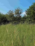 Продава ПАРЦЕЛ, с. Кошарево, област Перник, снимка 9