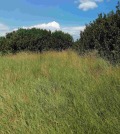 Продава ПАРЦЕЛ, с. Кошарево, област Перник, снимка 4