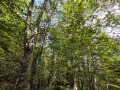 Продава ПАРЦЕЛ, гр. Разлог, област Благоевград, снимка 7