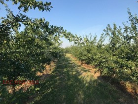 Парцел с. Маноле, област Пловдив 1