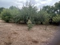 Продава ПАРЦЕЛ, с. Просена, област Русе, снимка 8