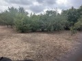 Продава ПАРЦЕЛ, с. Просена, област Русе, снимка 3