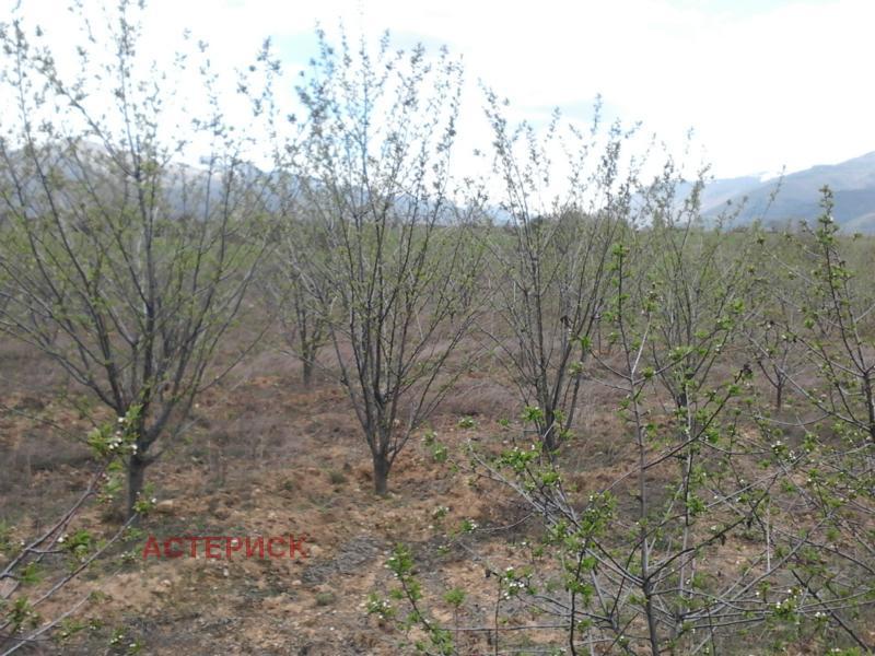 En venta  Tierra región Kyustendil , Smochevo , 13 dka | 56233954 - imagen [5]