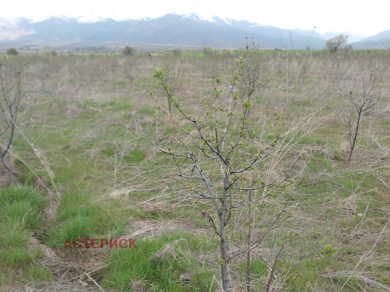 En venta  Tierra región Kyustendil , Smochevo , 13 dka | 56233954 - imagen [7]