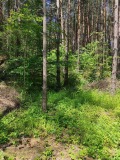 Продава ПАРЦЕЛ, с. Гълъбово, област Пловдив, снимка 5