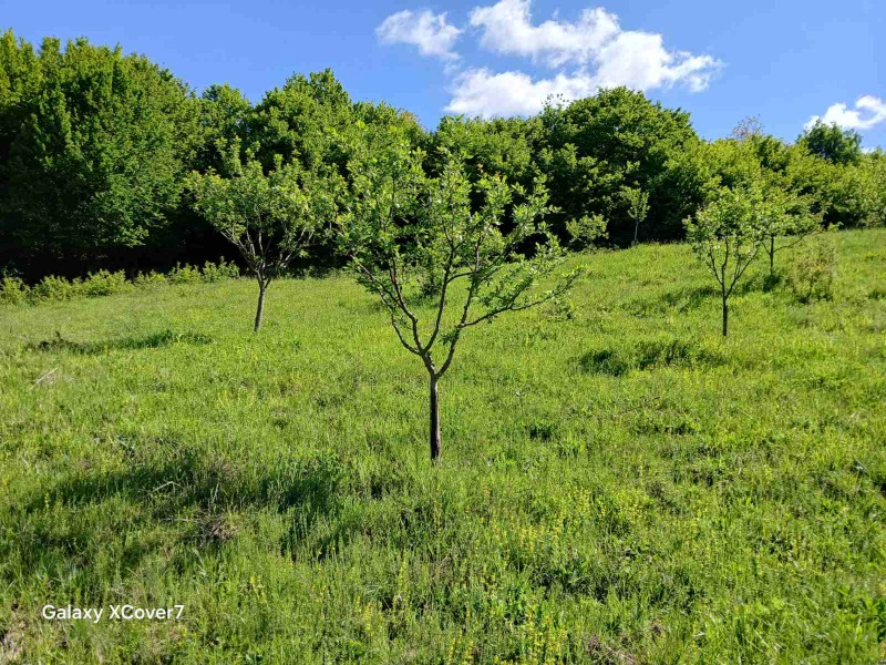 À venda  Trama região Lovech , Ribarica , 14440 m² | 80967155 - imagem [7]