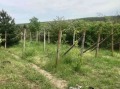 Продава ВИЛА, гр. Русе, в.з. Липака, снимка 7