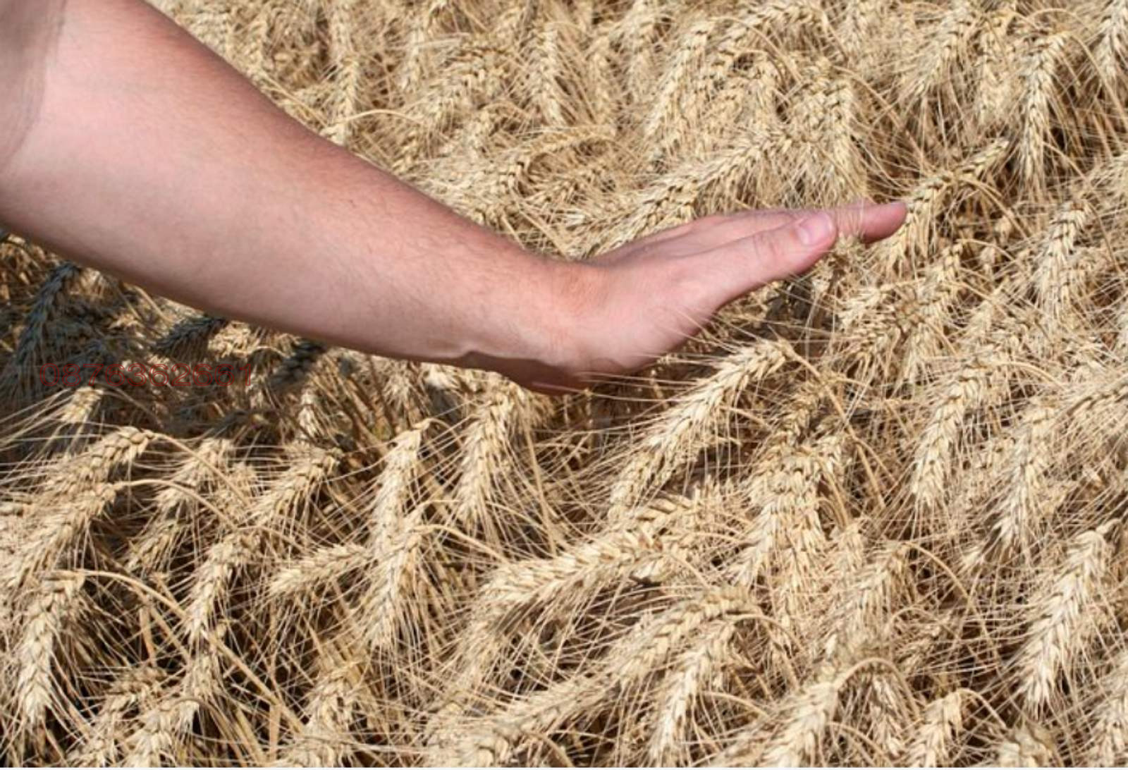 ������� ������ | Imot.bg � ����������� 2