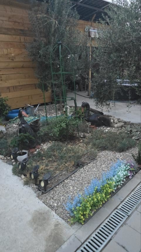Til salgs  Hus region Plovdiv , Malak sjardak , 65 kvm | 10629046 - bilde [5]