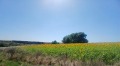 Продава ПАРЦЕЛ, с. Изгрев, област Варна, снимка 8