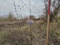 Продава ПАРЦЕЛ, с. Кранево, област Добрич, снимка 1