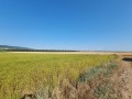 Продава ЗЕМЕДЕЛСКА ЗЕМЯ, с. Тънково, област Бургас, снимка 2