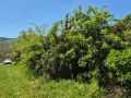 Продава КЪЩА, област Габрово, с. Янтра • 33000 € • 53336176 — Holmes.bg