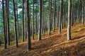 Продава ПАРЦЕЛ, град Варна, Виница • 35000 € / 68454.05 лв. • 73969673 1