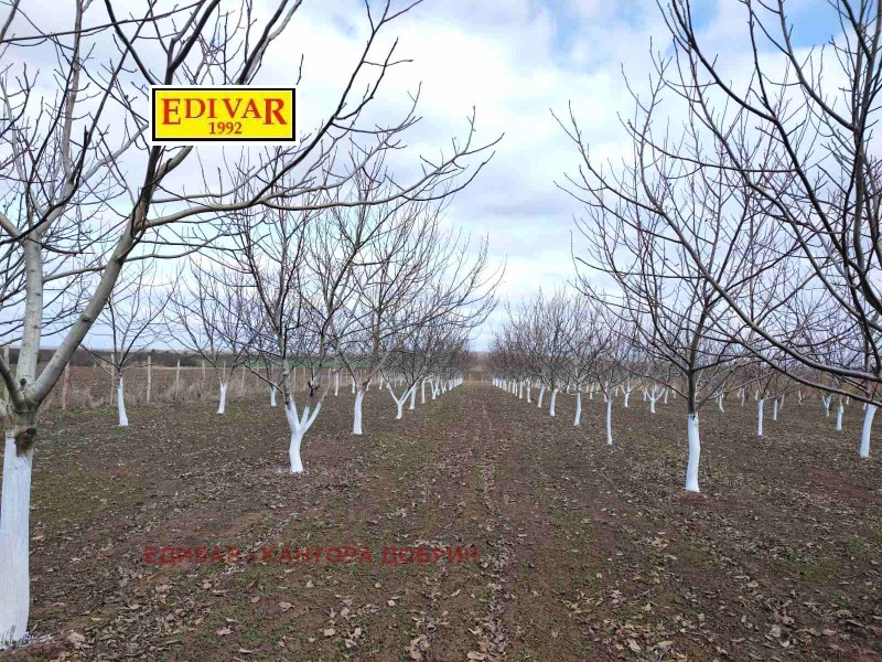 Продава ЗЕМЕДЕЛСКА ЗЕМЯ в област Добрич, гр. Генерал Тошево - 20 дка / 56 500 € » 110 504.40 лв., ЕДИВАР - КАНТОРА ДОБРИЧ