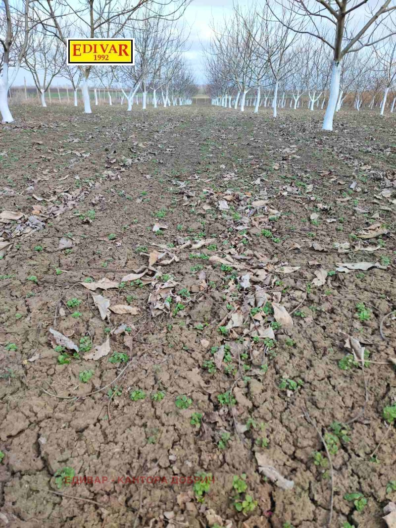 Продава ЗЕМЕДЕЛСКА ЗЕМЯ, гр. Генерал Тошево, област Добрич, снимка 3 - Земеделска земя - 53031546