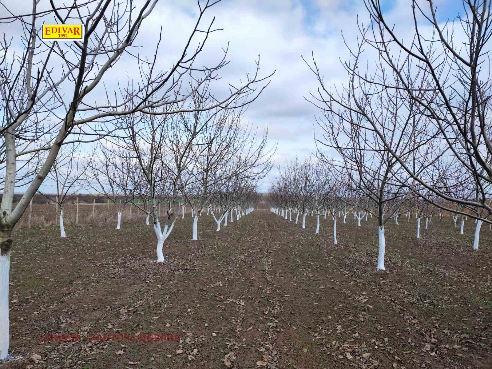 Продава ЗЕМЕДЕЛСКА ЗЕМЯ, гр. Генерал Тошево, област Добрич, снимка 2 - Земеделска земя - 53031546