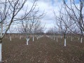 Продава ЗЕМЕДЕЛСКА ЗЕМЯ, гр. Генерал Тошево, област Добрич, снимка 2