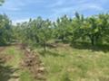 Продава ЗЕМЕДЕЛСКА ЗЕМЯ, с. Горна Гращица, област Кюстендил, снимка 5