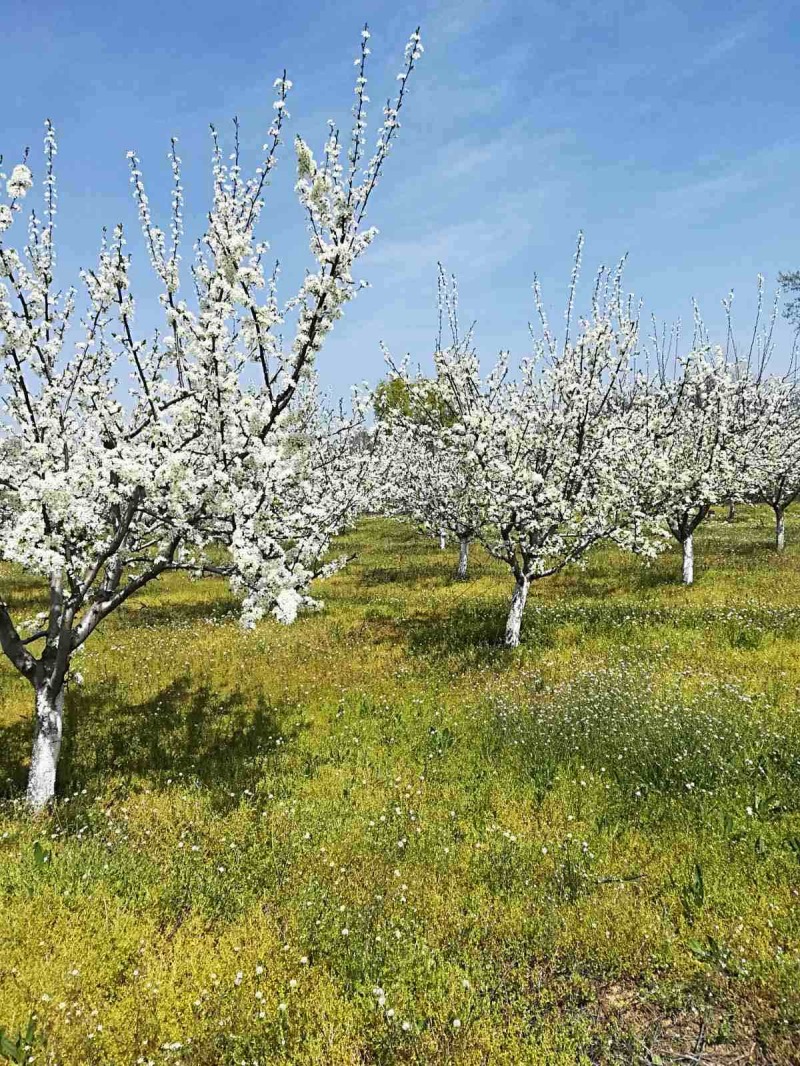 Продава ПАРЦЕЛ в област Пазарджик, с. Драгор - 9281 кв.м / 167 000 € » 326 623.61 лв., ЕЛИТ - СТО