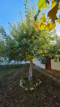 Продава КЪЩА, с. Радювене, област Ловеч, снимка 3
