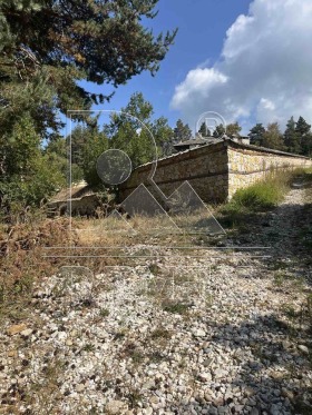 ����� ������� ������,���� �������, ������ �������