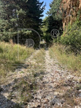 ����� ������� ������,���� �������, ������ �������