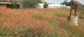 Продава КЪЩА, с. Огняново, област Пазарджик, снимка 17