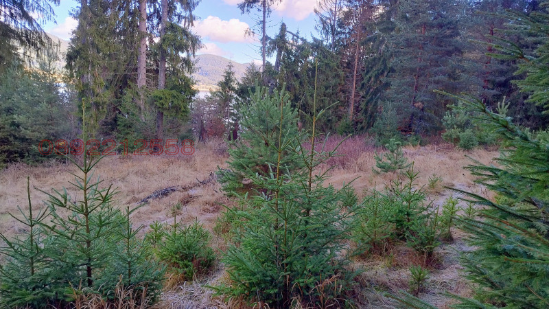 Продава ПАРЦЕЛ, гр. Сърница, област Пазарджик, снимка 2 - Парцели - 52933556