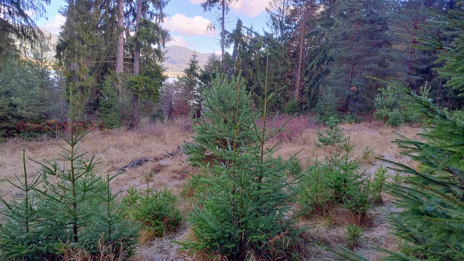 Продава ПАРЦЕЛ, гр. Сърница, област Пазарджик, снимка 2 - Парцели - 53617223