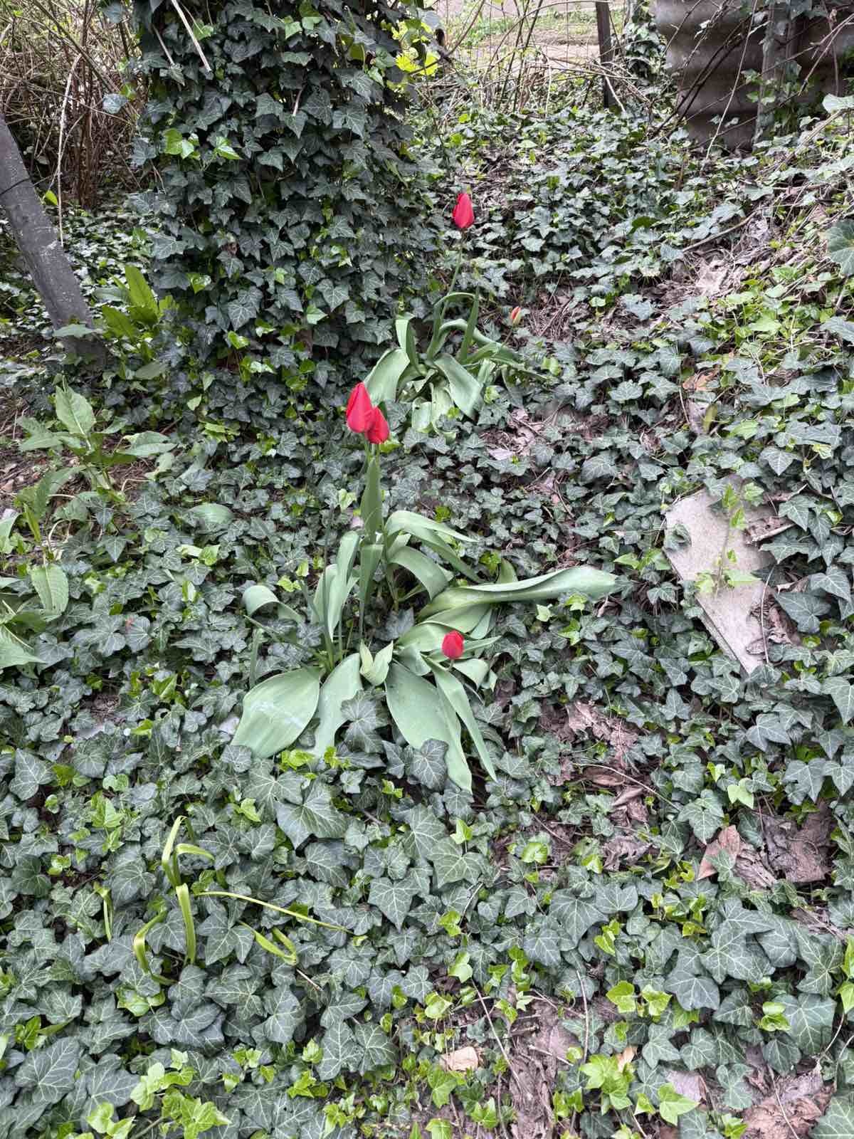 Продава ЕТАЖ ОТ КЪЩА, гр. Пловдив, Кършияка, снимка 15 - Етаж от къща - 54219196