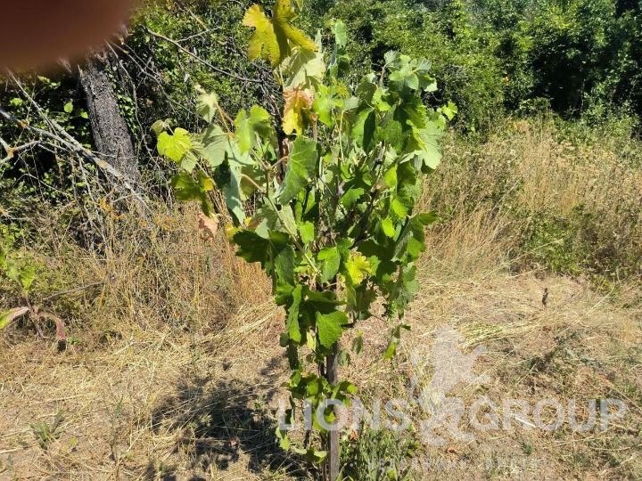 In vendita  Complotto Varna , m-t Planova , 1000 mq | 86896339 - Immagine [10]