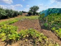 Продава КЪЩА, с. Ведрина, област Добрич, снимка 14