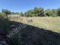 Продава КЪЩА, област Велико Търново, с. Плаково • 78738 € / 153998.14 лв. • 26940057 14