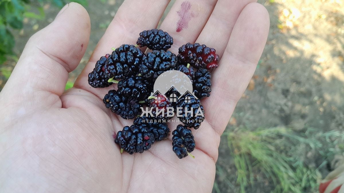 Продава КЪЩА, с. Житница, област Варна, снимка 11 - Къщи - 54884490
