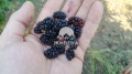 Продава КЪЩА, с. Житница, област Варна, снимка 11
