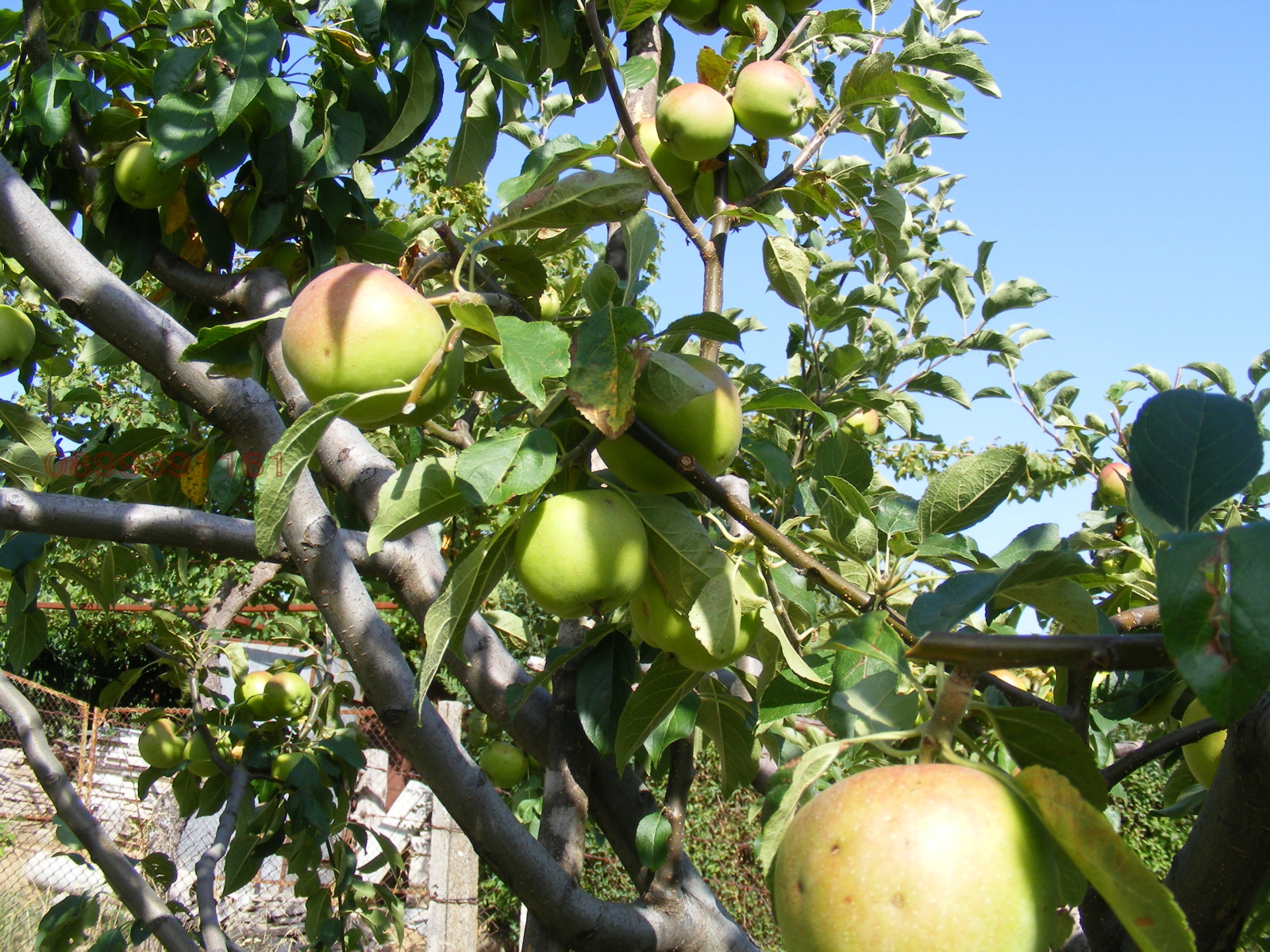 Продава ВИЛА, гр. Берковица, област Монтана, снимка 7 - Вили - 55545137