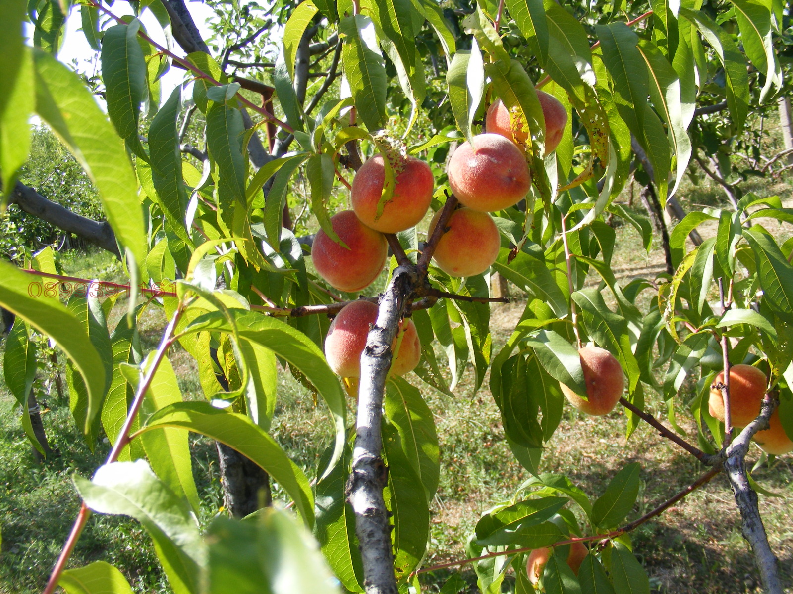 Продава ВИЛА, гр. Берковица, област Монтана, снимка 15 - Вили - 55545137