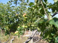 Продава ВИЛА, гр. Берковица, област Монтана, снимка 8